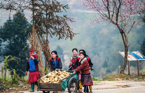 Lạc lối giữa 'biển' mai anh đào ở Lũng Cú